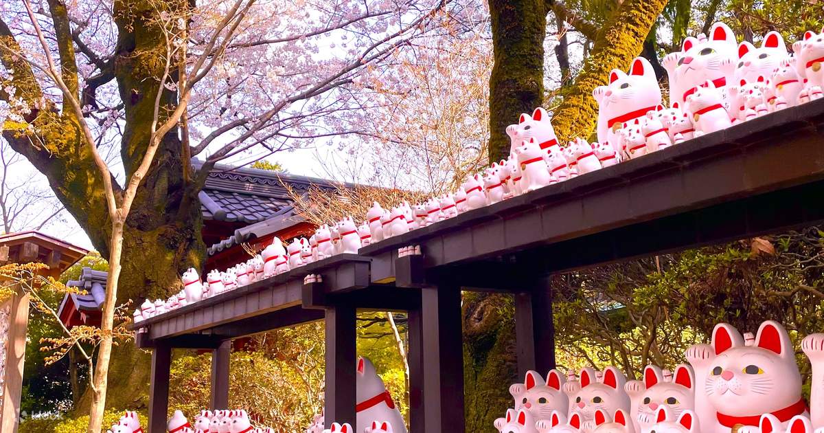 その他 Akihabara Frowers Jagi Cat #9963+MF Cherry Blossom & Gotokuji Cat Temple, Shinjuku Cat Cafe, 3D Cat